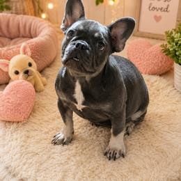 Pixie - Blue female French Bulldog puppy in Lufkin, Texas from Dixie Chic Frenchies & Dachshunds