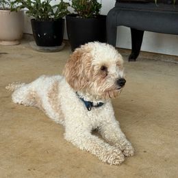 Rizzo - Goldendoodle