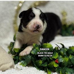 Dancer - Black tri-color male Australian Shepherd puppy in Bethany, Connecticut from Wynter Thyme Manor Australian shepherds