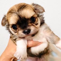 Exotic Beauty( small ) - Chocolate sabled fawn female Chihuahua puppy in Santa Rosa Beach, Florida from Eva's Chihuahua