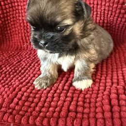 Sapphire - Black gold and white female Shih Tzu puppy in Atoka, Oklahoma from Boggy Depot Cavaliers & Friends