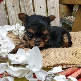 Shih Tzu and Yorkshire Terrier Puppies from Silver Bells Paw Prints