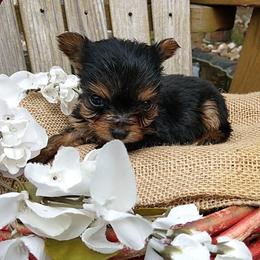 Shih Tzu and Yorkshire Terrier Puppies from Silver Bells Paw Prints