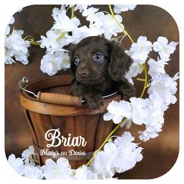 BRIAR - AKC 2600 - Chocolate female Dachshund puppy in Graceville, Florida from Misty's 101 Doxies