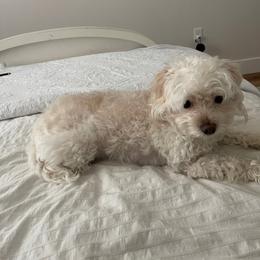 Lylah Grace - Parti female Maltipoo puppy in Vancouver, Washington from Pnwfamilydoodles