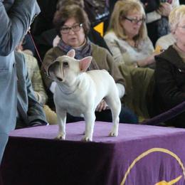 French Bulldogs from Bay Frenchies