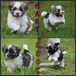 Havanese Puppies from Hoppy Havanese