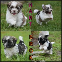 Havanese Puppies from Hoppy Havanese