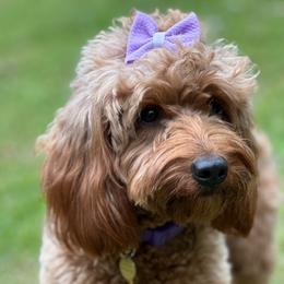 Ruby - Goldendoodle