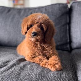 Lily (must live within 150 miles of St. George) - Red  female Goldendoodle puppy in St George, Utah from Doodle Bears of Southern Utah
