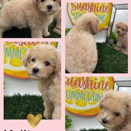 Daenerys - Apricot female Maltipoo puppy in Wayland, New York from Loris Pampered Pooches💕