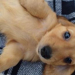 Bulldogs and Dachshunds from Baileys Precious Puppies