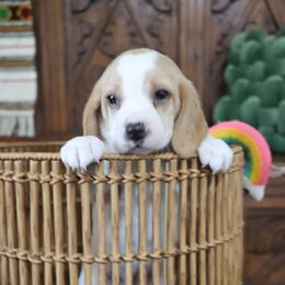 Beagle Puppies from Homegrown Beagles