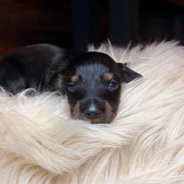 Lark - Black and tan male Dachshund puppy in Washburn, Tennessee from Clinch Mountain Dachshunds