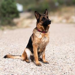 Maggie - Black and red female German Shepherd puppy in Kamas, Utah from Uinta Mountain Shepherds
