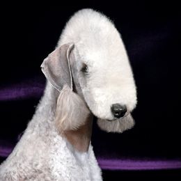 McKenzie - Bedlington Terrier