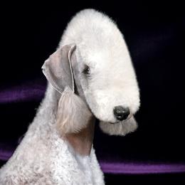 McKenzie - Bedlington Terrier