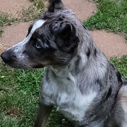 Australian Cattle Dogs from SuzyQ's Heelersjolene