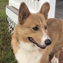 Captain "Cap" Castiel - Pembroke Welsh Corgi