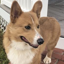 Captain "Cap" Castiel - Pembroke Welsh Corgi
