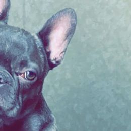 French Bulldogs from Buddhism Bullies
