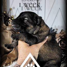 Hawk - Sable male German Shepherd puppy in Sequim, Washington from German Shepherd Haus