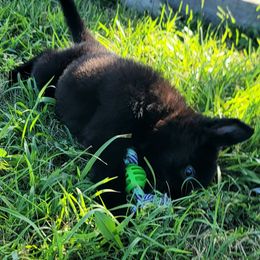 German Shepherd Puppies from Woodhill K9
