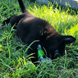 German Shepherd Puppies from Woodhill K9
