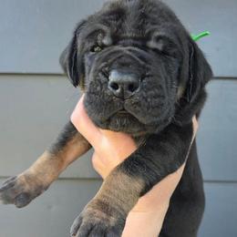 LIONEL Black tan or brindle point green - Black male Great Dane puppy in Port Clinton, Ohio from LakeSide Danes