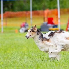 Borzois and German Shepherds from Haney-Ray J's