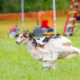 Borzois and German Shepherds from Haney-Ray J's