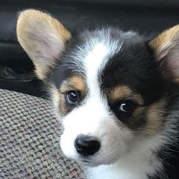 Pembroke Welsh Corgi Puppies from Desert Sage Pembroke Corgis