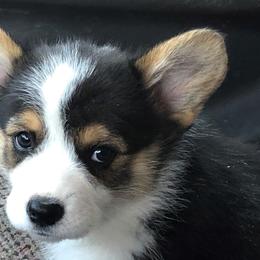 Pembroke Welsh Corgi Puppies from Desert Sage Pembroke Corgis