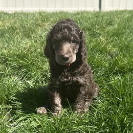 Clover (Red Collar) - Phantom female Poodle puppy in Monroeville, Pennsylvania from K & A Standard Poodles