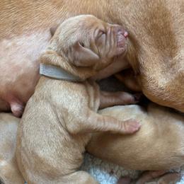 Pepper - Golden rust female Vizsla puppy in Plymouth, Minnesota from Carlson Vizslas