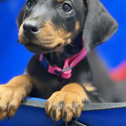 Gucci - Black and rust female Doberman Pinscher puppy in Winchester, Ohio from 32 Farms