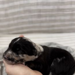 Outlaw - Blue merle male Miniature Australian Shepherd puppy in Queen Creek, Arizona from Arizona Aussies