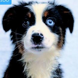 Tiny Timee - Black tri male Miniature Australian Shepherd puppy in Punta Gorda, Florida from Christie's Creekside Aussies