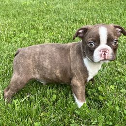 Bali - Seal brindle and white male Boston Terrier puppy in Charlotte, Michigan from Blue Diamond Danes