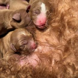 Boy 3 - Red male Cavapoo puppy in Youngsville, North Carolina from Blackberry Hill Doodles