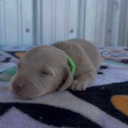 Green - Cream male Dachshund puppy in Poteau, Oklahoma from Sisters Dazzling Dachshunds