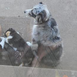 Australian Shepherd and Miniature Australian Shepherd Puppies from Cara Harker