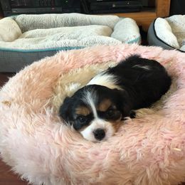 Cavalier King Charles Spaniel Puppies from Sophia's Hearth Cavaliers