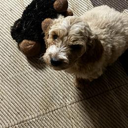 Goldendoodle Puppies from Simmons F1b Goldendoodles