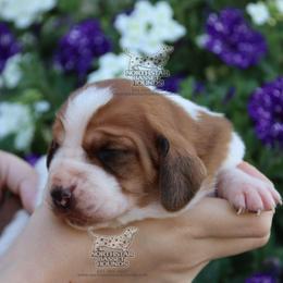 Tubi - Mahogany and white male Basset Hound puppy in Pollock, Missouri from Northstar
