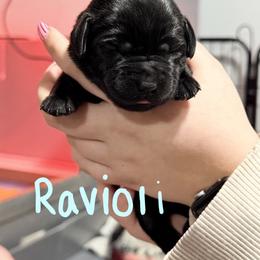 Blue Collar - Black female Labrador Retriever puppy in Manchester, Maryland from TMK Labradors
