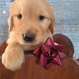 Golden Retriever Puppies from NORTHERN LIGHTS GOLDENS
