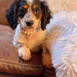 Dachshund and Miniature Schnauzer Puppies from The Bossy Doxie Farm