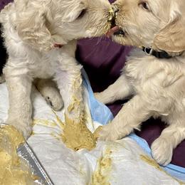 Cockapoo and Goldendoodle Puppies from Capital Doodles
