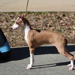 Italian Greyhound Puppies from Macabre Italian Greyhounds